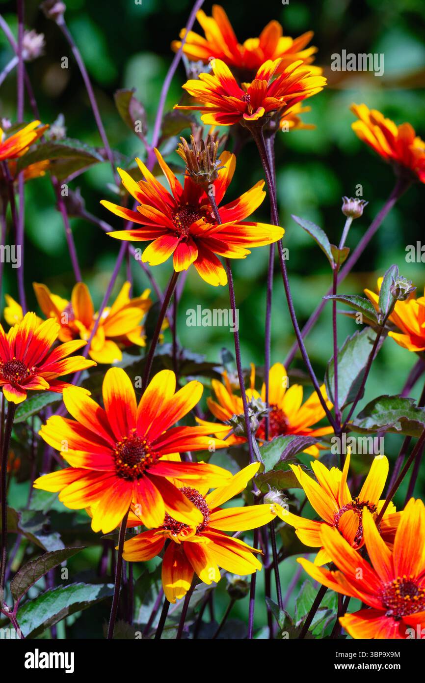 Gros plan des fleurs de Heliopsis, var. Contraste étincelant en pleine floraison Banque D'Images