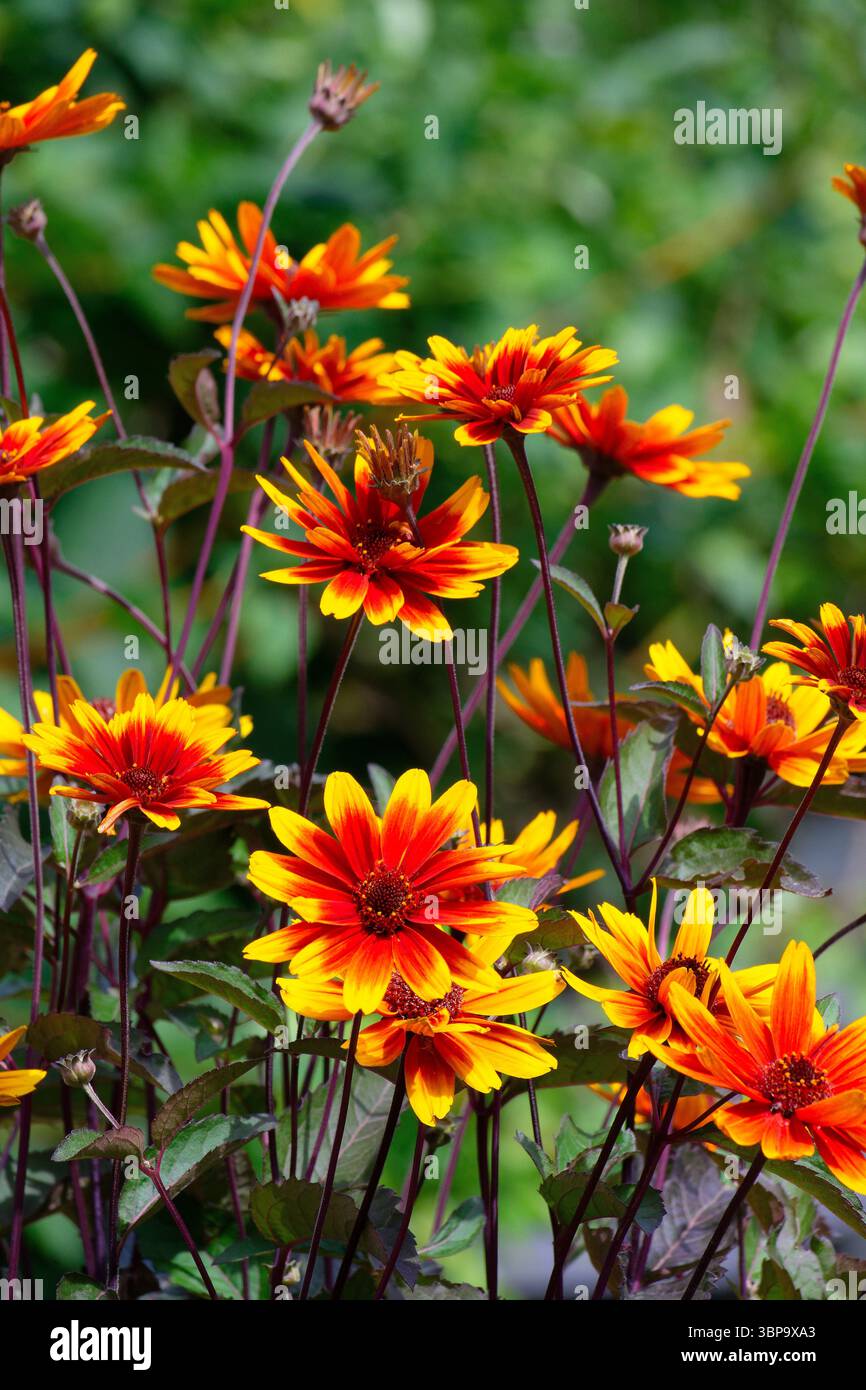 Gros plan des fleurs de Heliopsis, var. Contraste étincelant en pleine floraison Banque D'Images