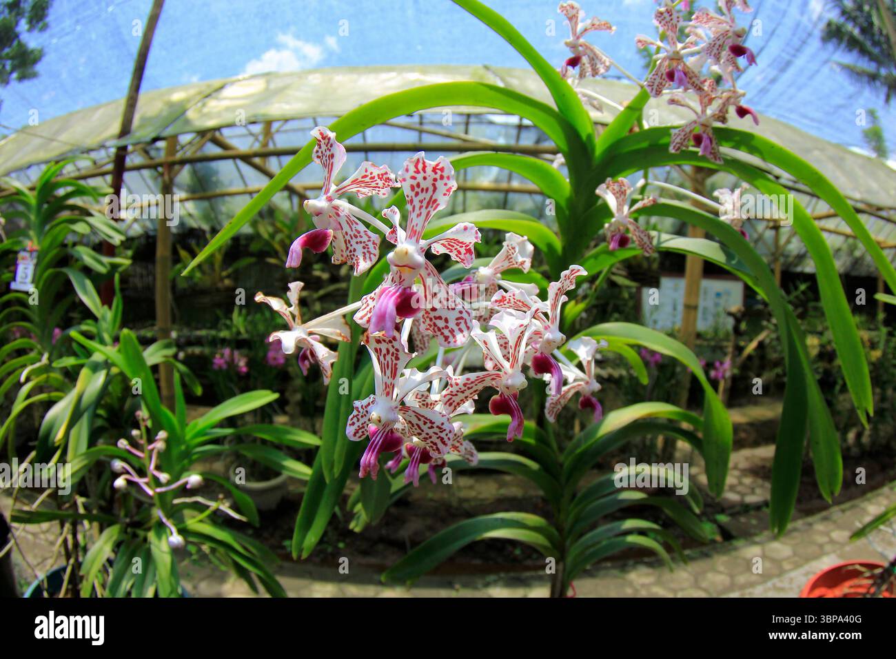 Vanda suavis ou fleurs tricolores vanda, en forme d'araignée, plantes d'orchidées endémiques des pentes du mont Merapi. Banque D'Images