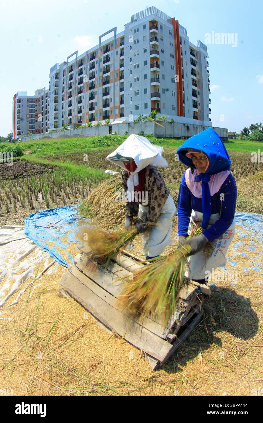 Les agriculteurs récoltent le riz dans leurs rizières. Les terres agricoles à Yogyakarta diminuent chaque année en raison du transfert de terres dans des complexes de construction. Banque D'Images Les agriculteurs récoltent le riz dans leurs rizières. Les terres agricoles à Yogyakarta diminuent chaque année en raison du transfert de terres dans des complexes de construction. Banque D'Images