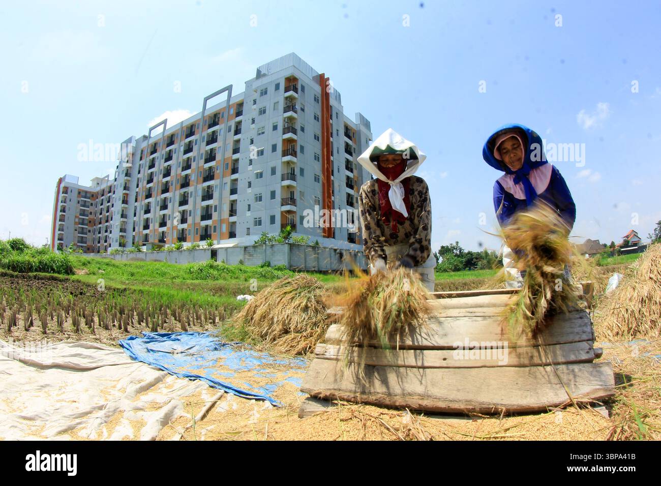 Les agriculteurs récoltent le riz dans leurs rizières. Les terres agricoles à Yogyakarta diminuent chaque année en raison du transfert de terres dans des complexes de construction. Banque D'Images Les agriculteurs récoltent le riz dans leurs rizières. Les terres agricoles à Yogyakarta diminuent chaque année en raison du transfert de terres dans des complexes de construction. Banque D'Images