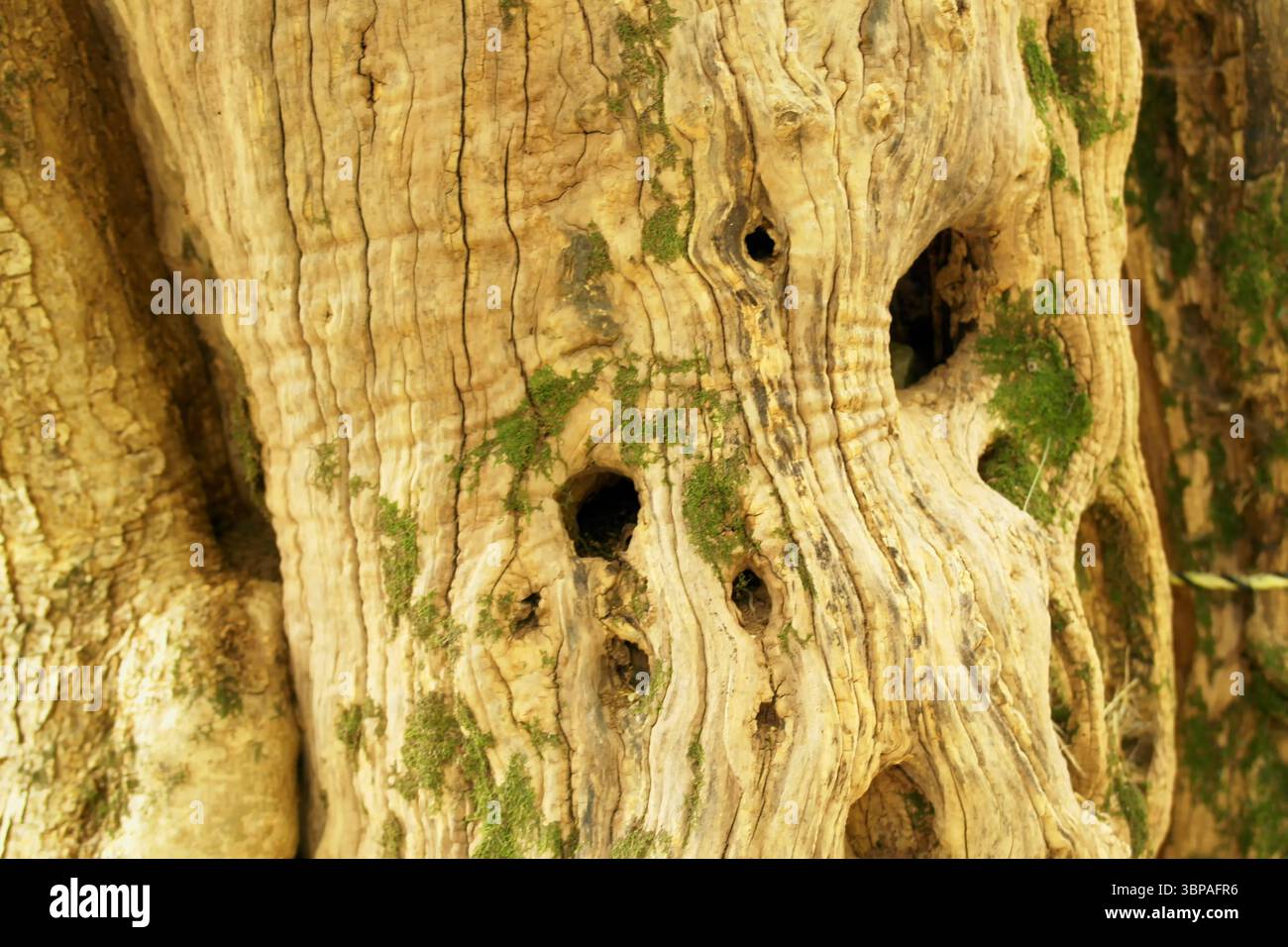 Vue sur un vieux tronc d'olivier Banque D'Images