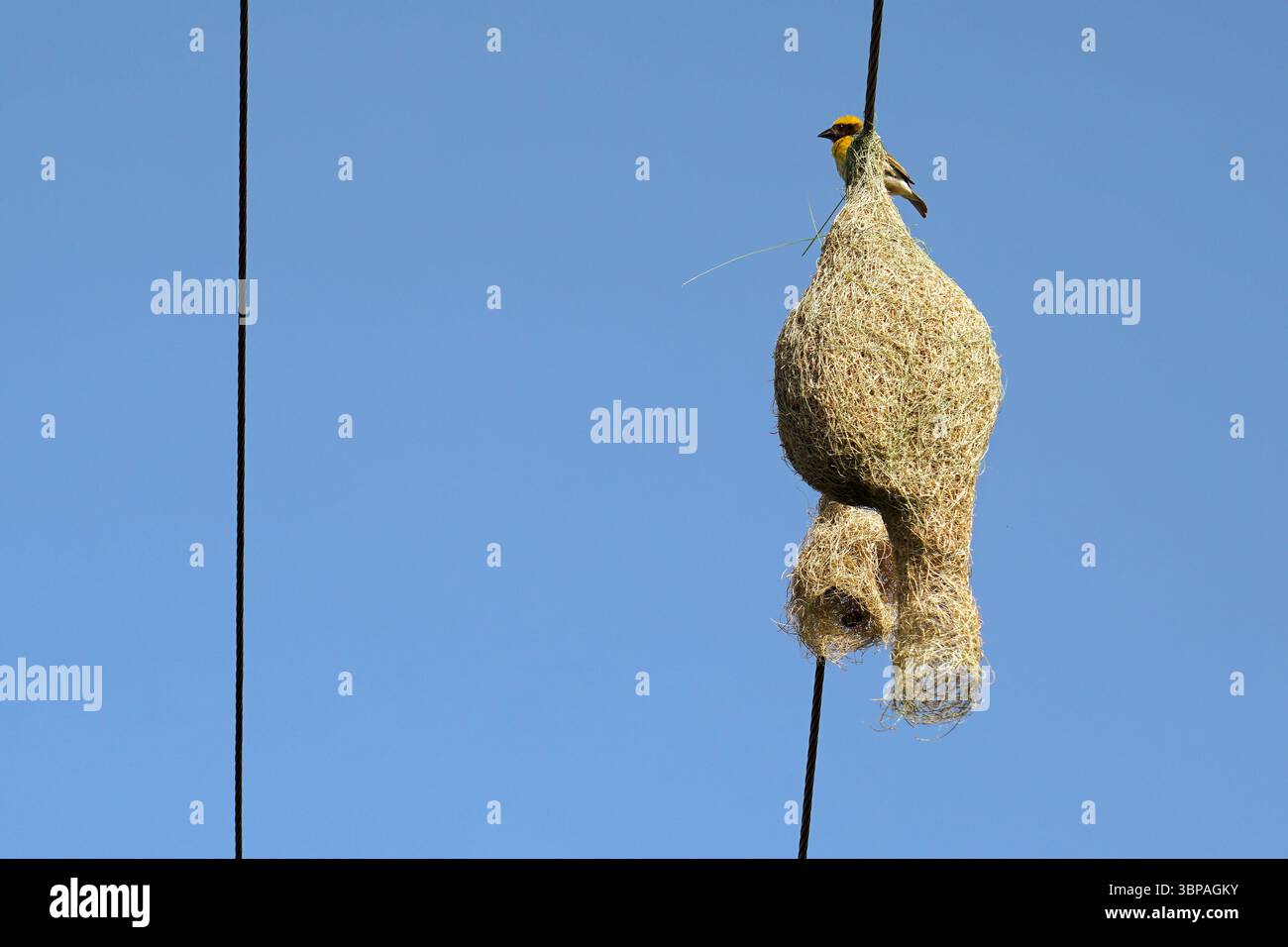 Oiseau Baya Weaver et nid suspendu sur le câble électrique. Banque D'Images