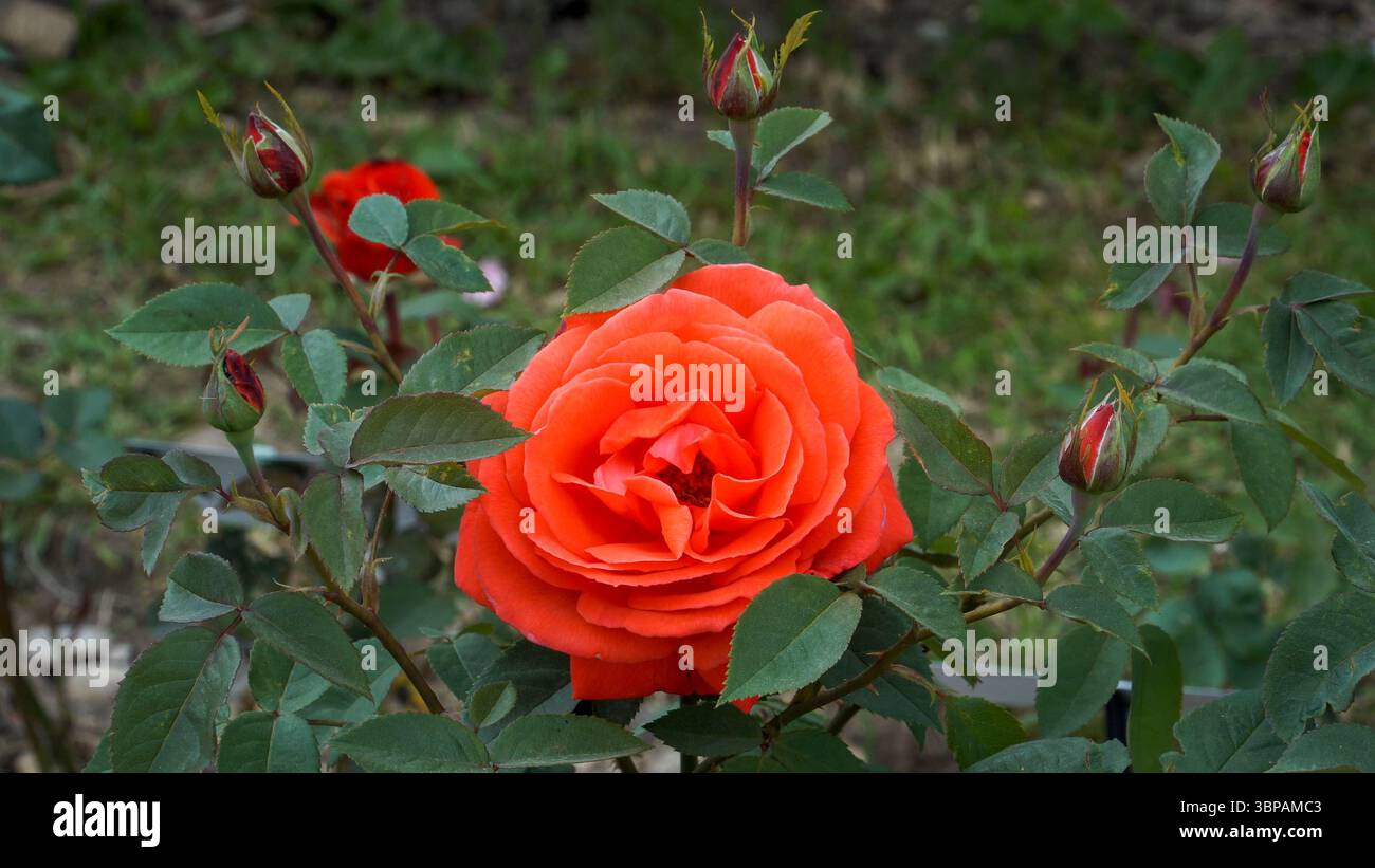 La rose à thé hybride « Super Star » éblouit dans des teintes orange-rouge vives, avec de grandes fleurs doubles et des bourgeons élégants s'élevant sur des tiges droites dans un gard vibrant Banque D'Images