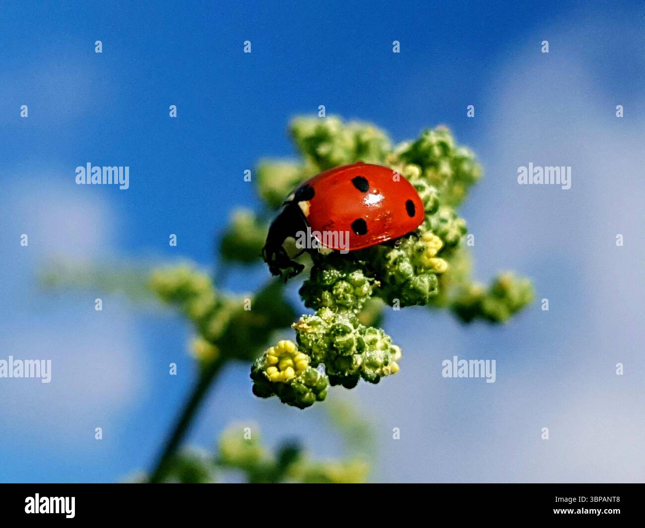Gros plan d'une coccinelle sur un brin d'herbe vert éclatant avec un ciel bleu acier en arrière-plan Banque D'Images