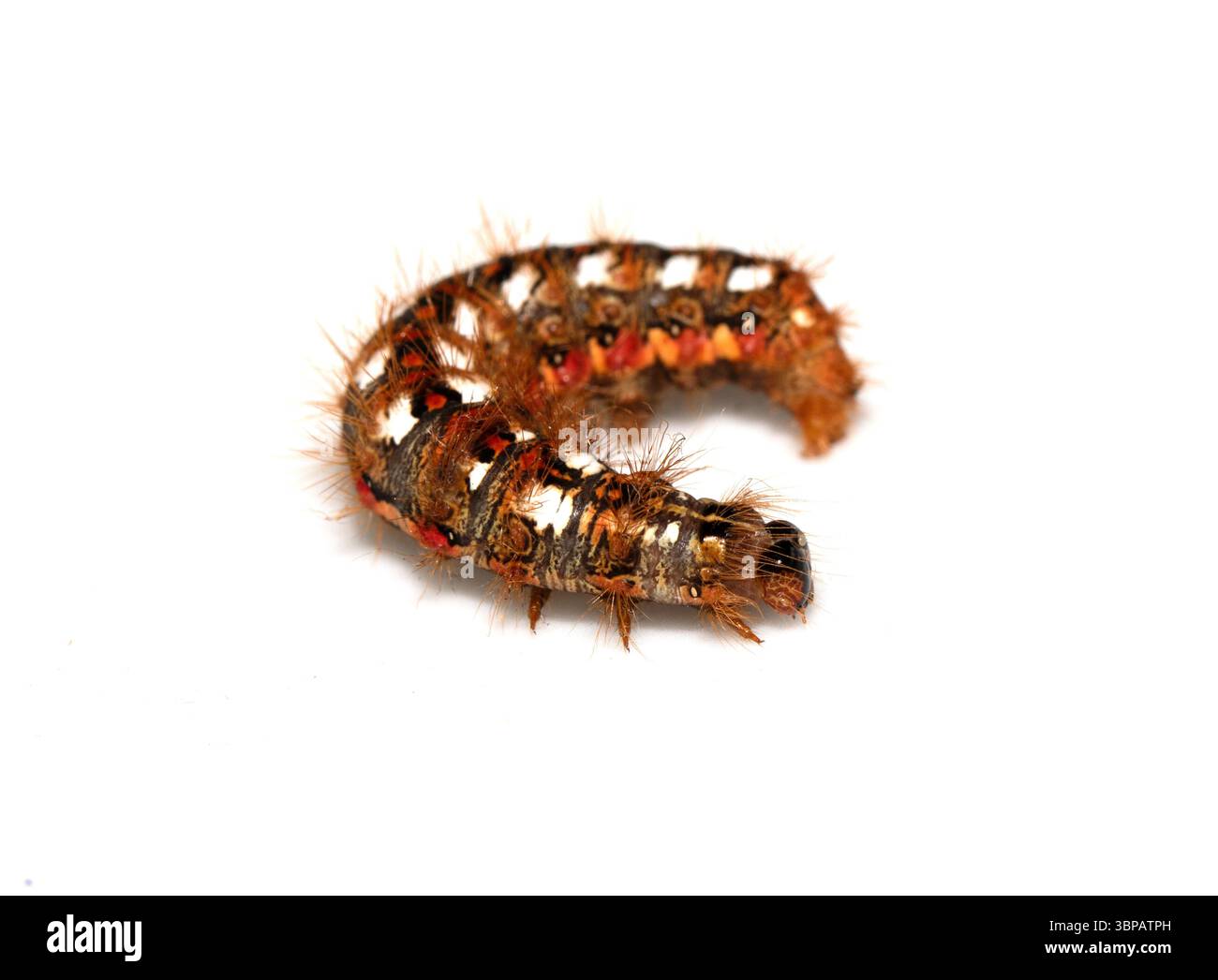 Gros plan d'une chenille de tussock d'un papillon de papillon de nuit sur un fond blanc Banque D'Images