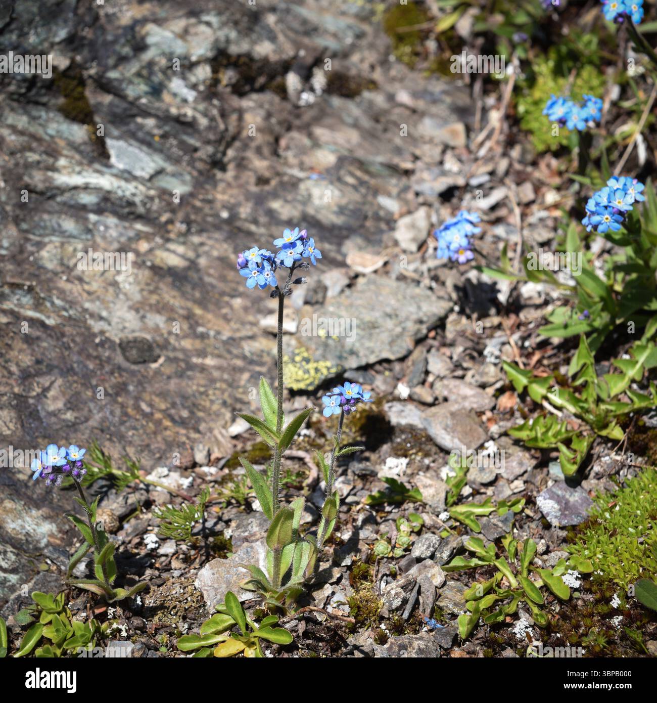 Alpine Forget me Not Flowers (Myosotis alpestris), plante vivace, à fleurs. Plante WLD fleurissant en été sur les pentes alpines Banque D'Images