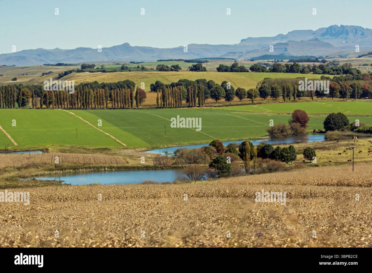 Campagne sud-africaine avec des champs verdoyants et les montagnes Drakensberg s'élevant en arrière-plan. Banque D'Images