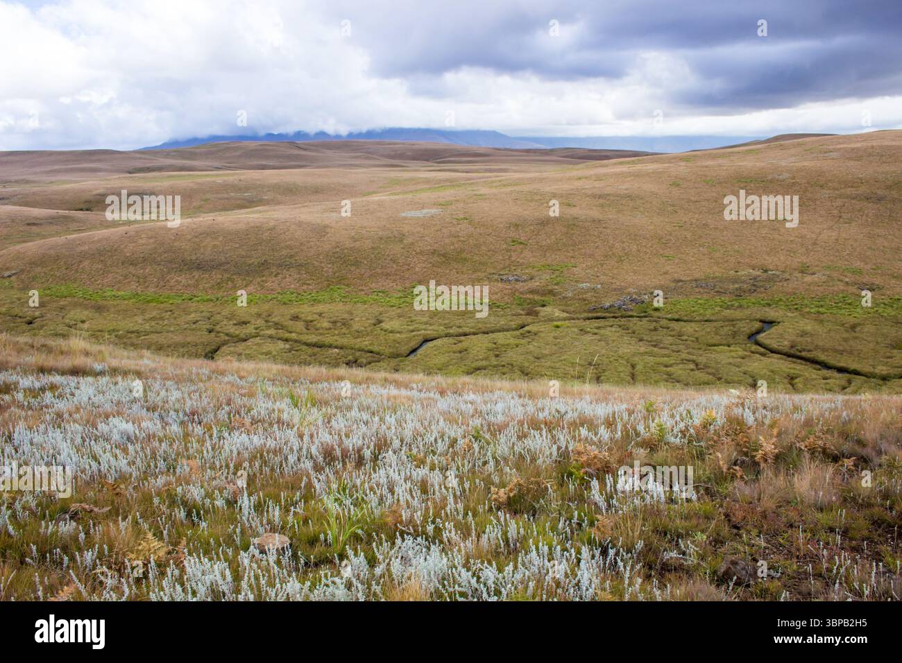 Une rivière sinueuse entourée de lacs Oxbow, à la fois remplis d'eau et d'autres remplis de sédiments, coulant à travers les prairies afroalpines sur un Banque D'Images