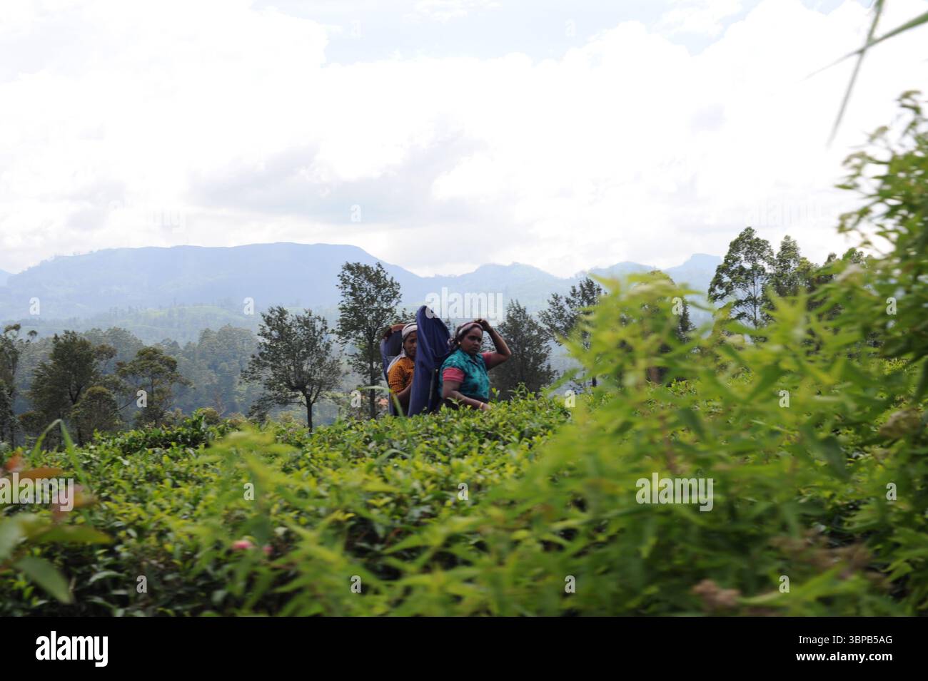 Travailleuse cueillant des feuilles de thé dans une plantation de thé sur un domaine de thé dans les montagnes du Sri Lanka Banque D'Images