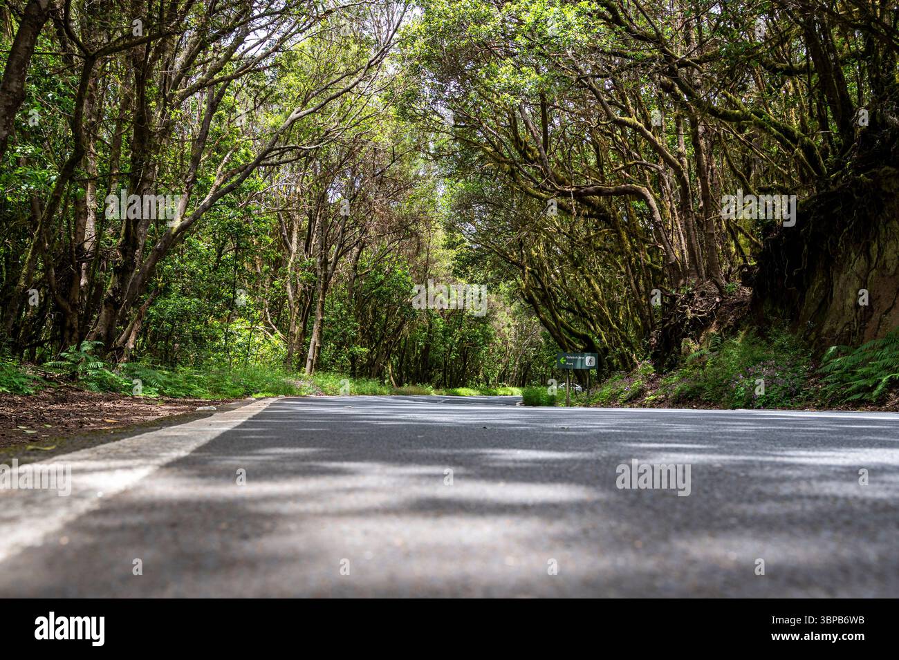 Une route avec une forêt en arrière-plan. La route est vide et les arbres sont grands Banque D'Images
