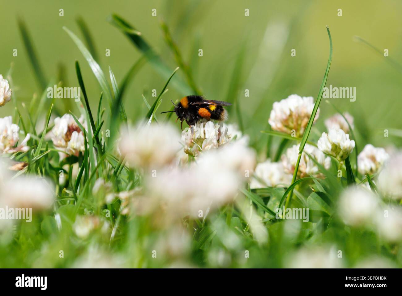 Un bourdon à queue blanche, Bombus lucorum puise sur le trèfle laissé pour pousser sur une pelouse de jardin dans le Sussex, au Royaume-Uni Banque D'Images