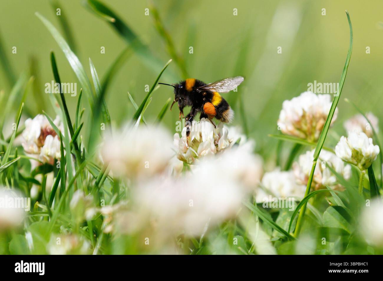 Un bourdon à queue blanche, Bombus lucorum puise sur le trèfle laissé pour pousser sur une pelouse de jardin dans le Sussex, au Royaume-Uni Banque D'Images