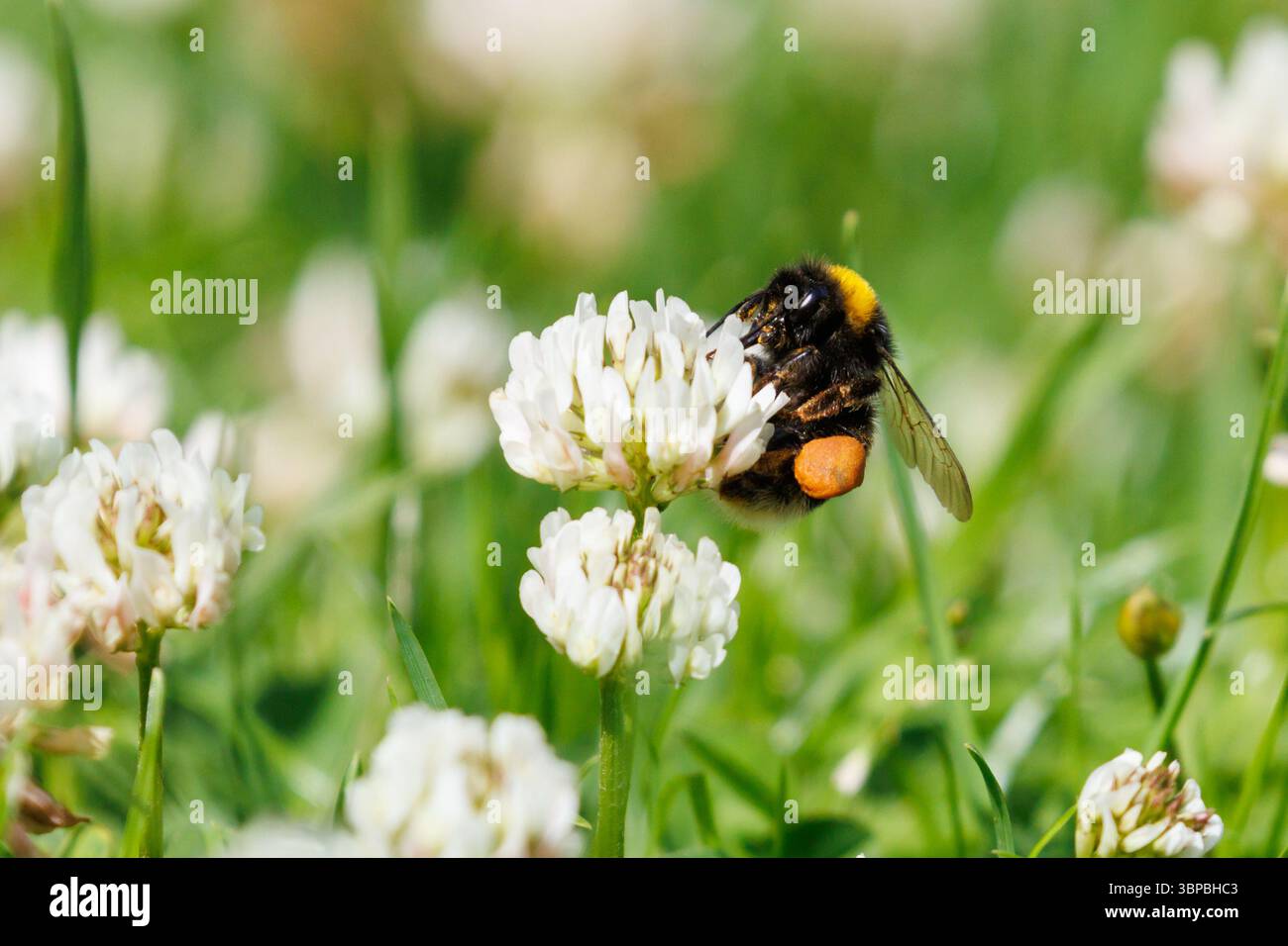 Un bourdon à queue blanche, Bombus lucorum puise sur le trèfle laissé pour pousser sur une pelouse de jardin dans le Sussex, au Royaume-Uni Banque D'Images