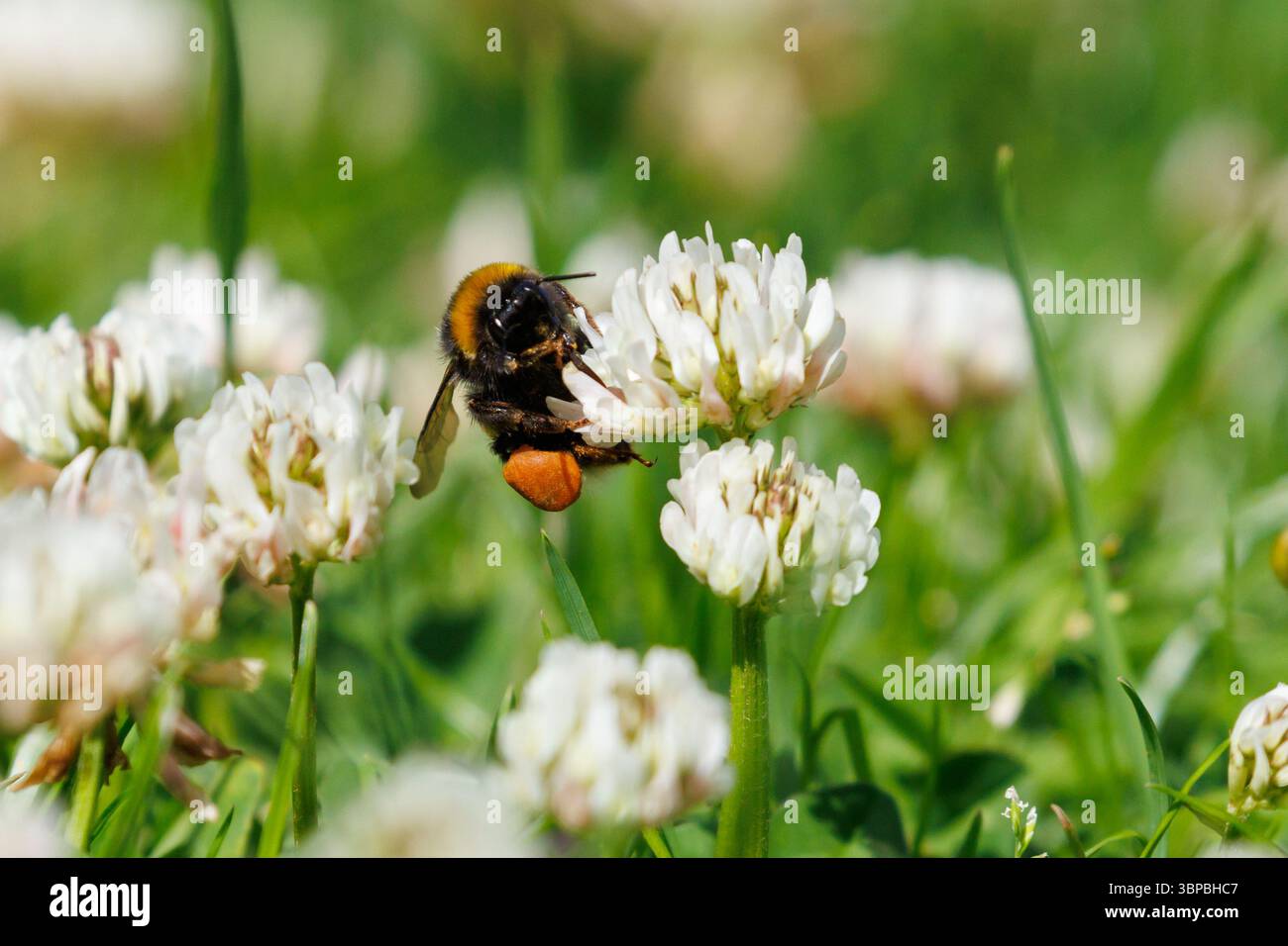 Un bourdon à queue blanche, Bombus lucorum puise sur le trèfle laissé pour pousser sur une pelouse de jardin dans le Sussex, au Royaume-Uni Banque D'Images