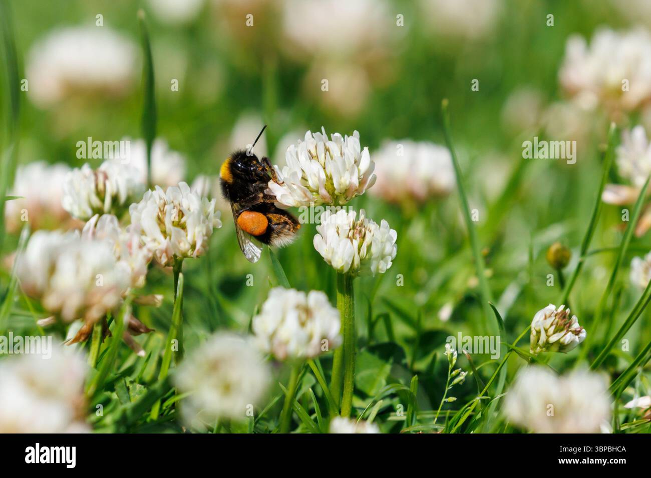 Un bourdon à queue blanche, Bombus lucorum puise sur le trèfle laissé pour pousser sur une pelouse de jardin dans le Sussex, au Royaume-Uni Banque D'Images