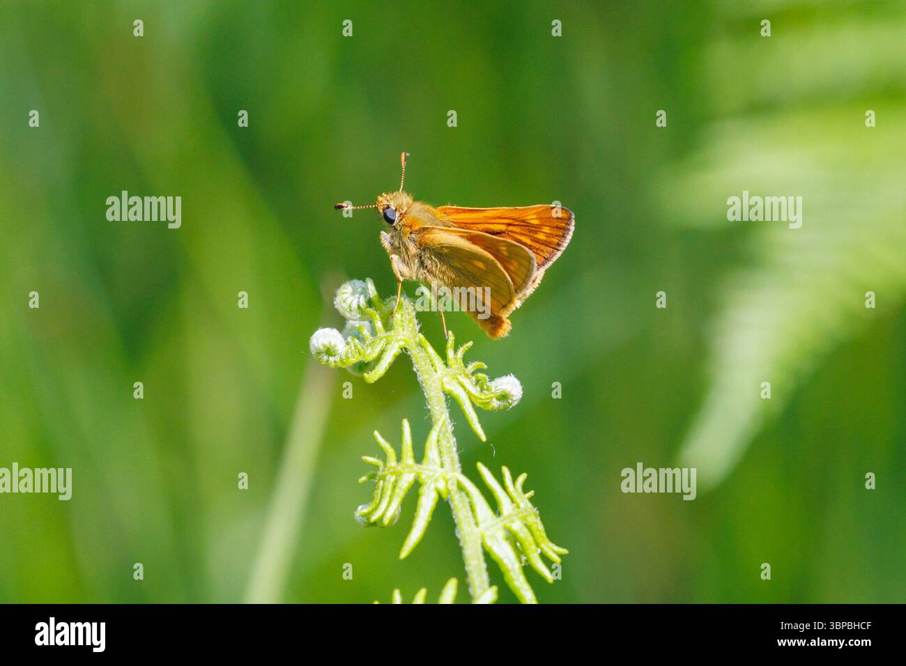 Grand skipper papillon, Ochlodes sylvanus. Sussex, Royaume-Uni Banque D'Images