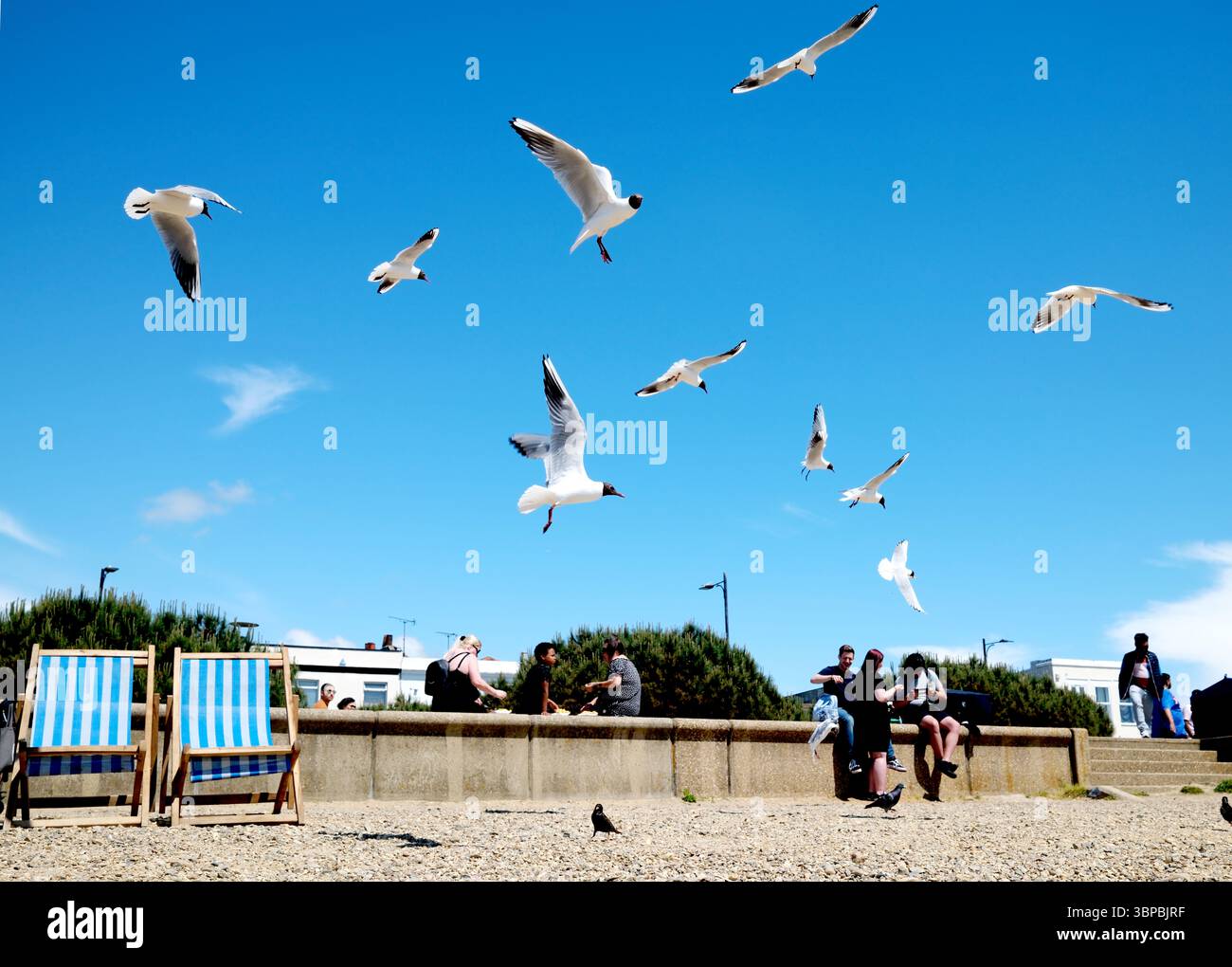 Goélands à tête noire (Chroicocephalus ridibundus) à Southend-on-Sea est une station balnéaire sur l'estuaire de la Tamise dans l'Essex, au sud-est de l'Angleterre. Banque D'Images