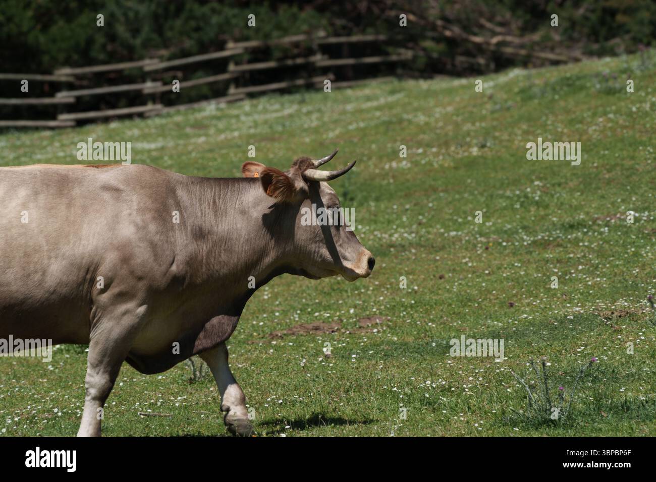 Une vache marche dans un champ. La vache est brune et blanche Banque D'Images