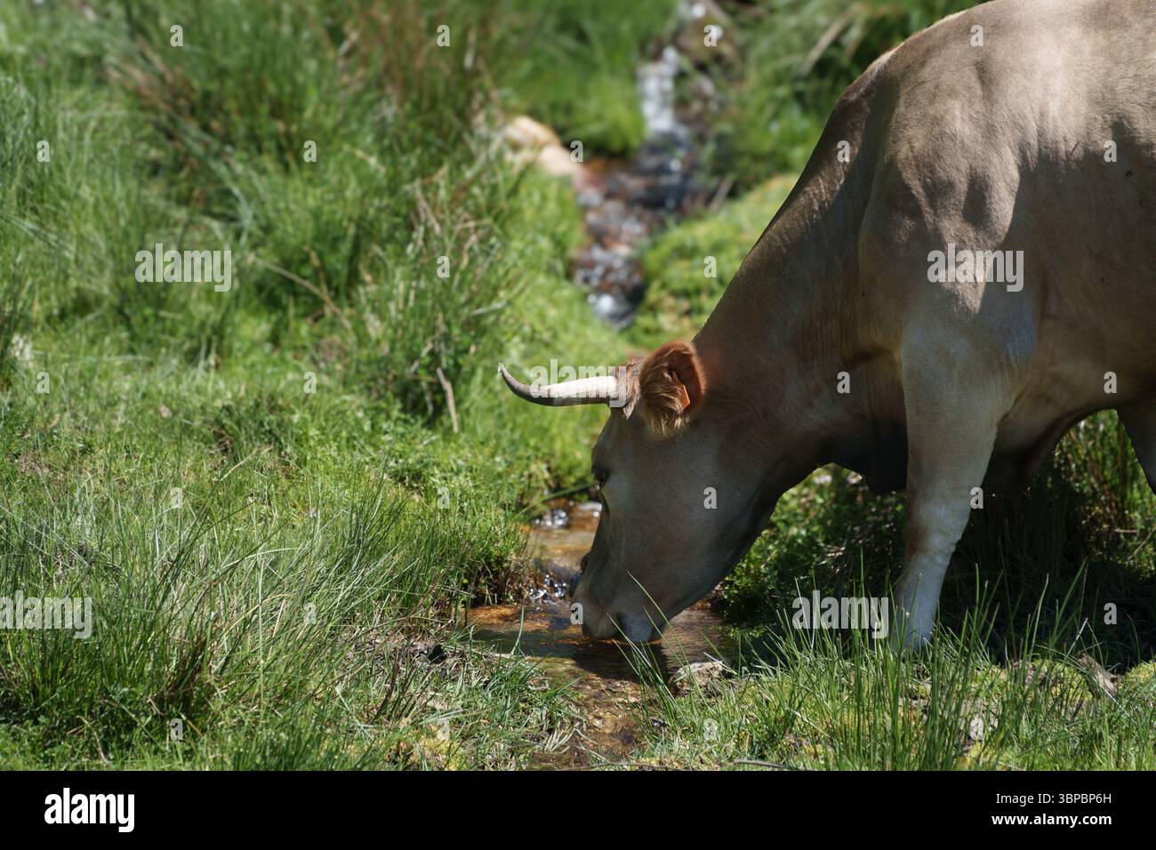 Une vache boit de l'eau d'un ruisseau. La vache est brune et a une tache blanche sur son visage Banque D'Images