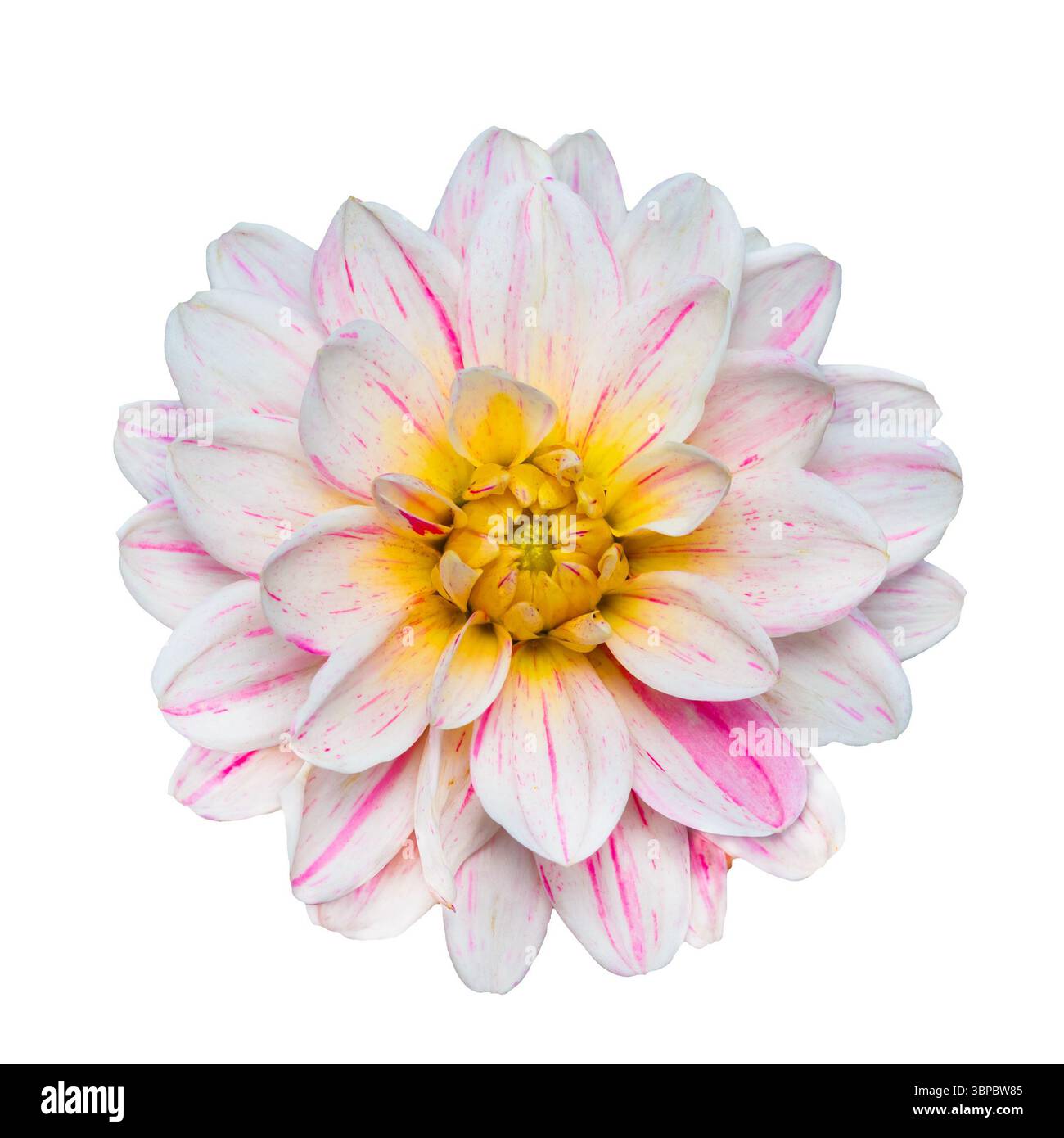 Gros plan de fleurs de dahlia blanc et rose isolé sur fond blanc Banque D'Images