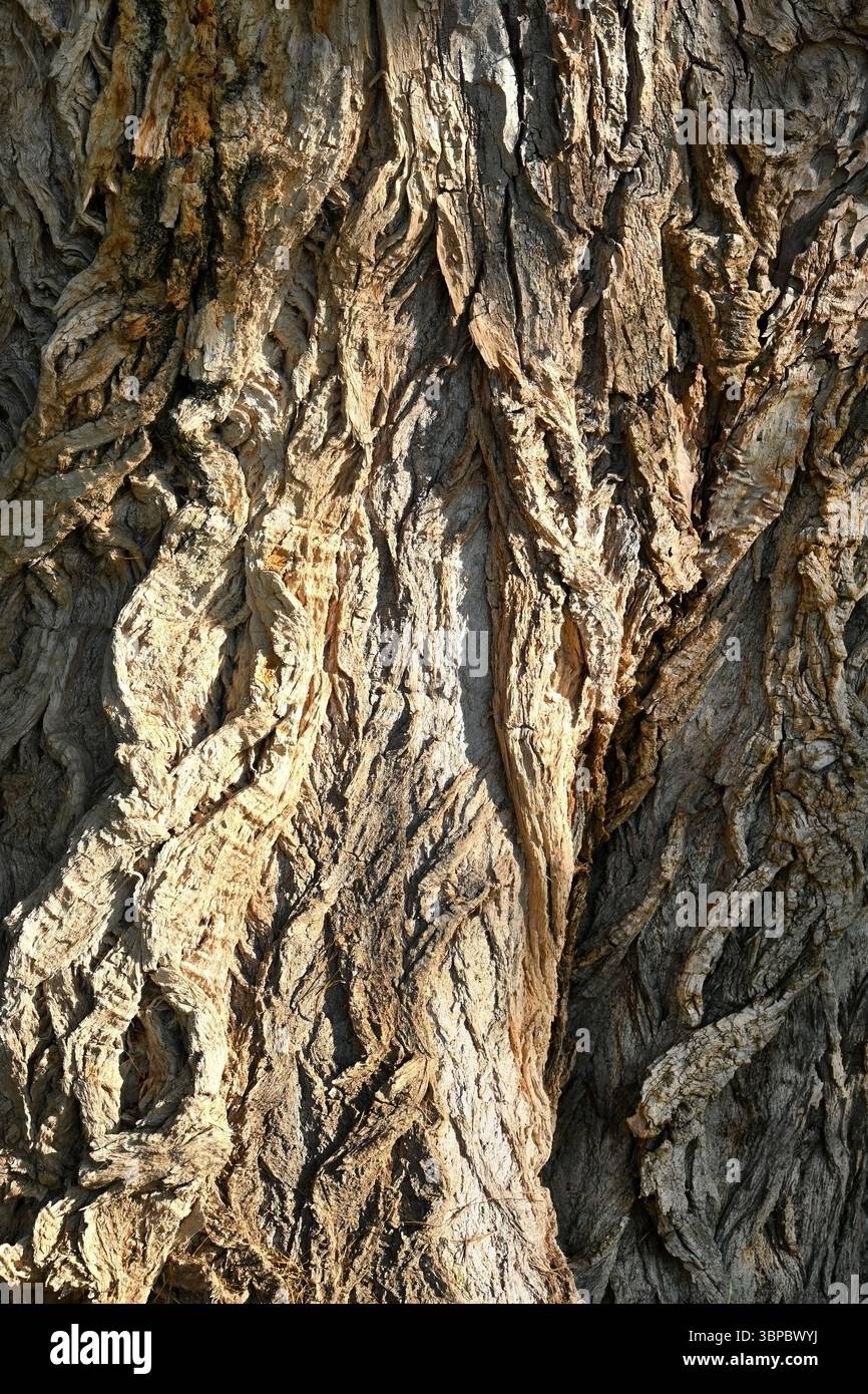 Vue rapprochée de l'écorce d'arbre texturée avec des motifs naturels et des détails en format vertical Banque D'Images