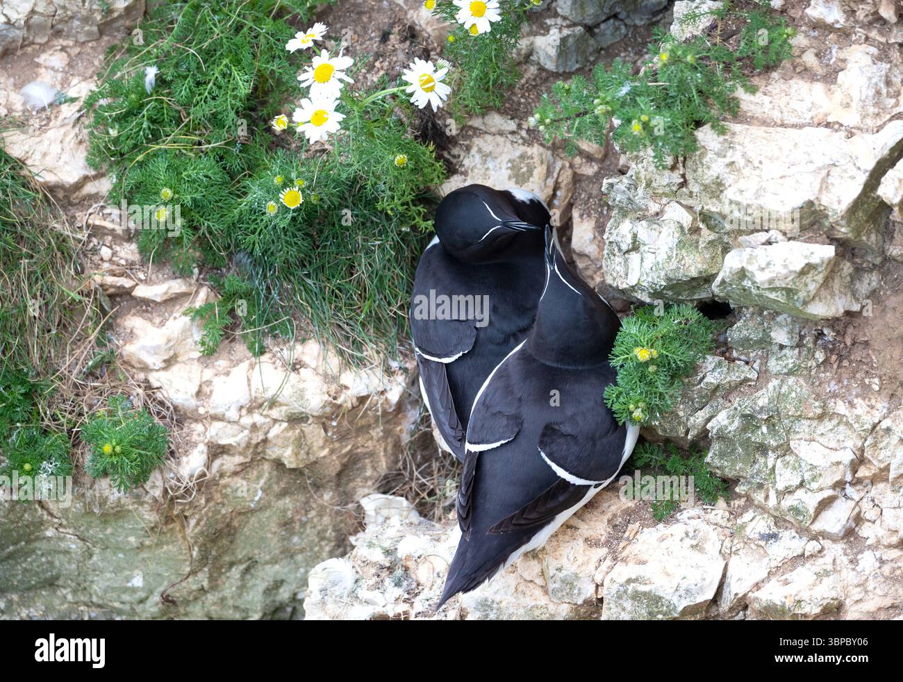 Vue rapprochée d'une paire de rasoirs (ALCA torda) nichant sur une falaise accidentée au Royaume-Uni Banque D'Images