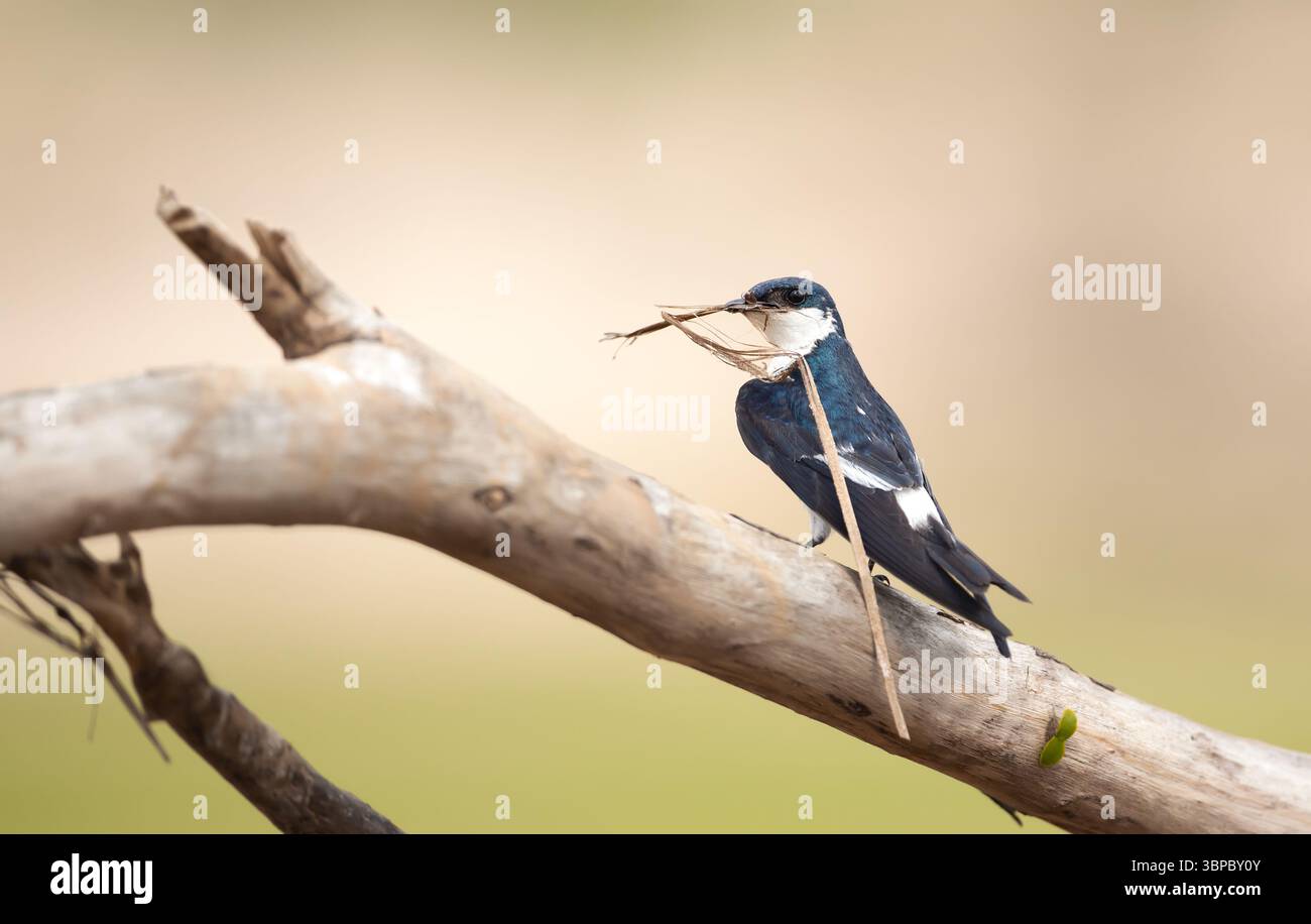 Hirondelle à ailes blanches avec matériel de nidification perché sur une branche d'arbre, Pantanal, Brésil. Banque D'Images