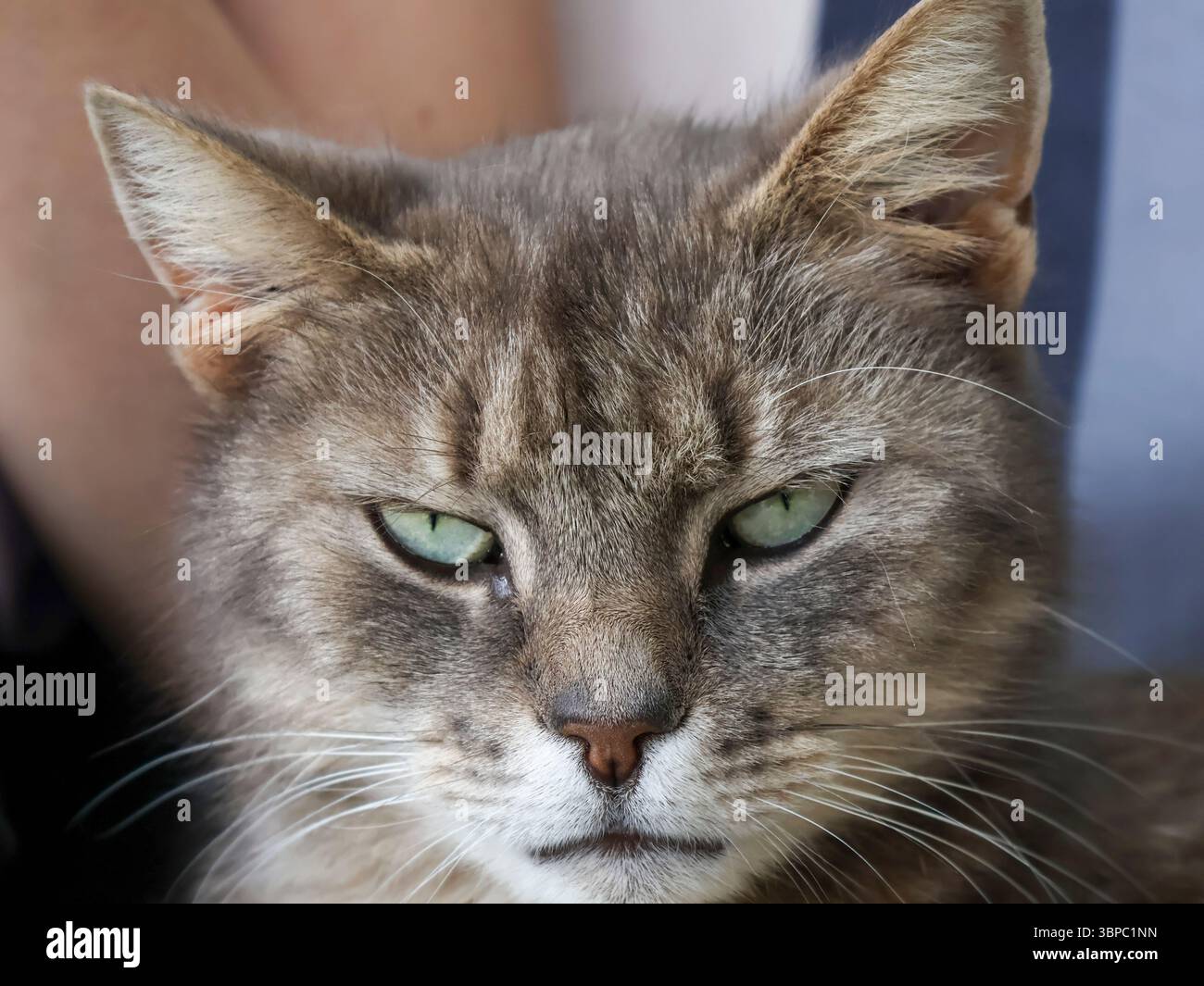 Le regard maléfique d'un chaton mignon. Banque D'Images