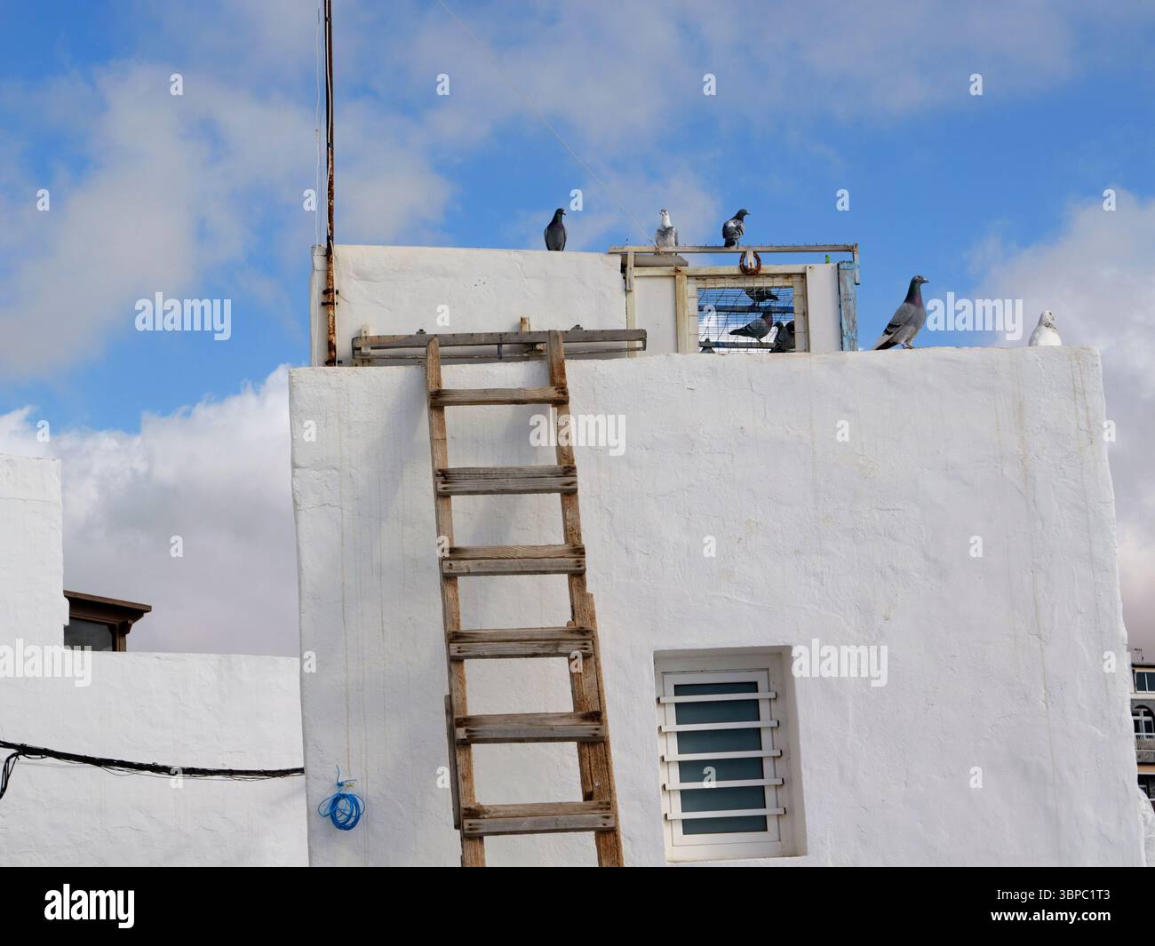 Rooftop Pigeon Loft, Playa del Muellito, Paseo Marítimo, El Cotillo, Fuerteventura, îles Canaries. Espagne Banque D'Images