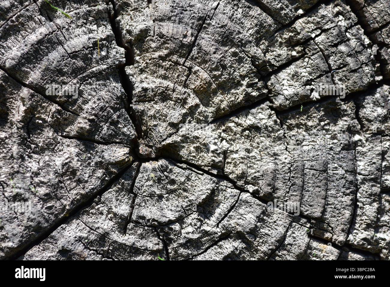 Gros plan détaillé de la coupe transversale du tronc d'un vieil arbre avec des anneaux de croissance annuelle visibles et des fissures, symbolisant le passage du temps, la texture de la nature et le w naturel Banque D'Images