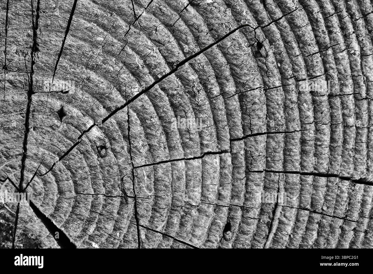 Gros plan détaillé de la coupe transversale du tronc d'un vieil arbre avec des anneaux de croissance annuelle visibles et des fissures, symbolisant le passage du temps, la texture de la nature et le w naturel Banque D'Images
