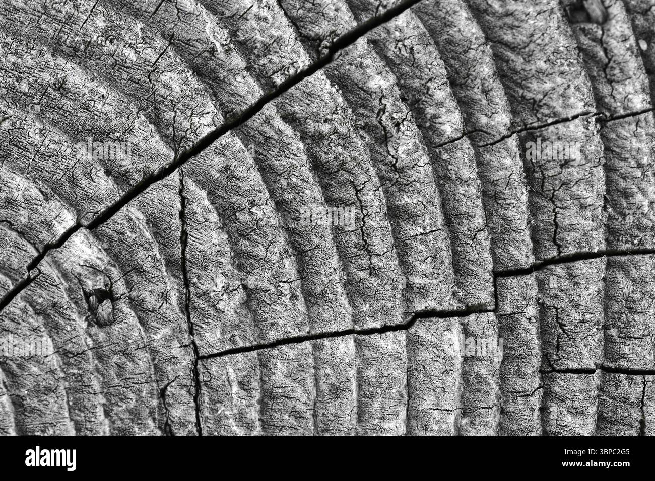 Gros plan détaillé de la coupe transversale du tronc d'un vieil arbre avec des anneaux de croissance annuelle visibles et des fissures, symbolisant le passage du temps, la texture de la nature et le w naturel Banque D'Images