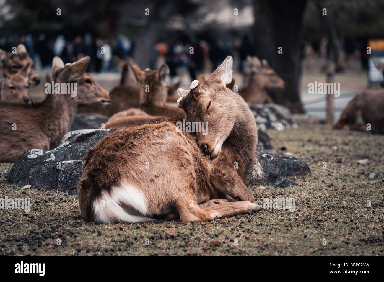 Troupeau de cerfs vivant et se relaxant dans la forêt à Nara Park, Japon Banque D'Images