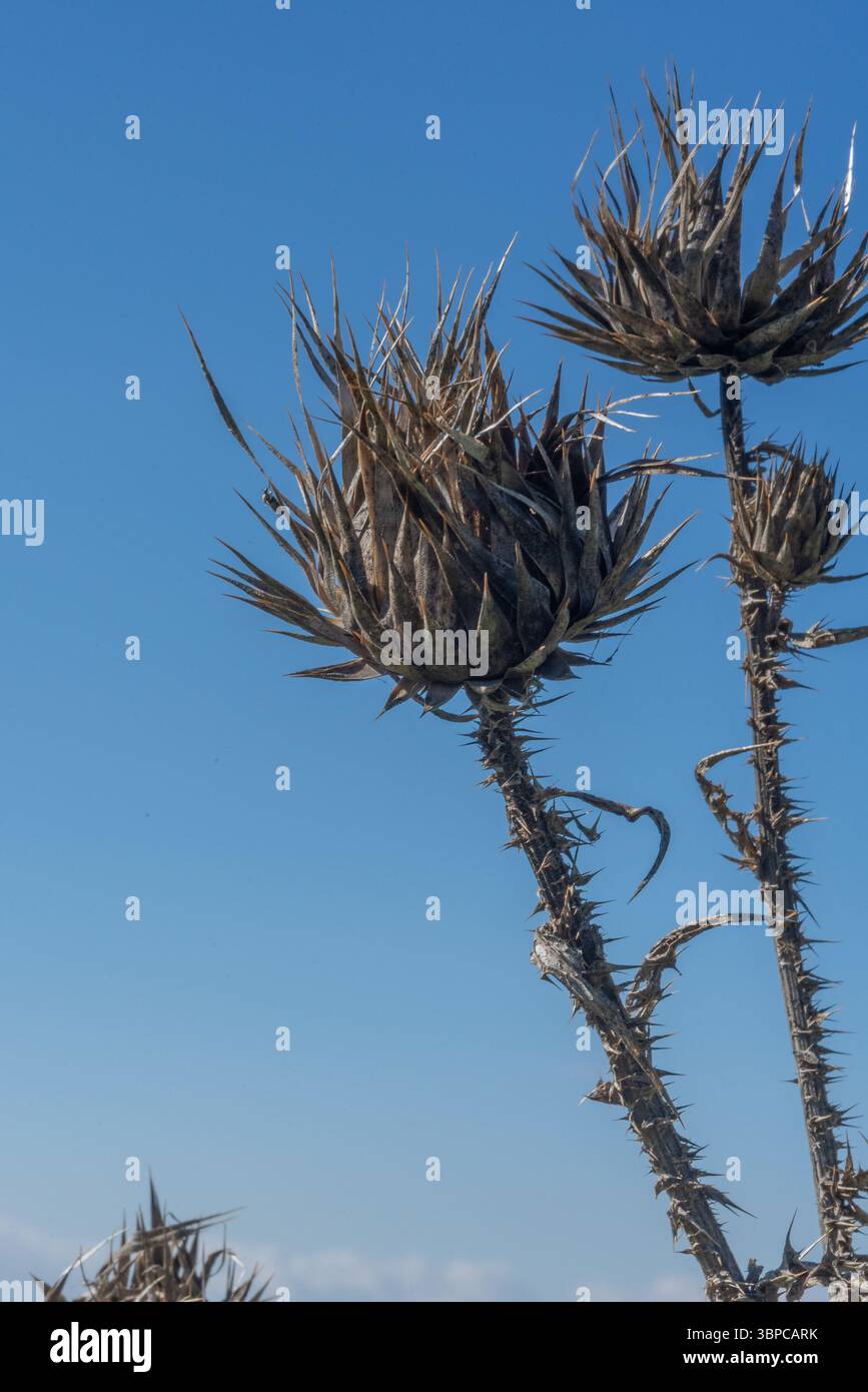 Plante de chardon sauvage sèche avec des épines pointues contre un ciel bleu clair lors d'une journée d'hiver ensoleillée en Jordanie Banque D'Images