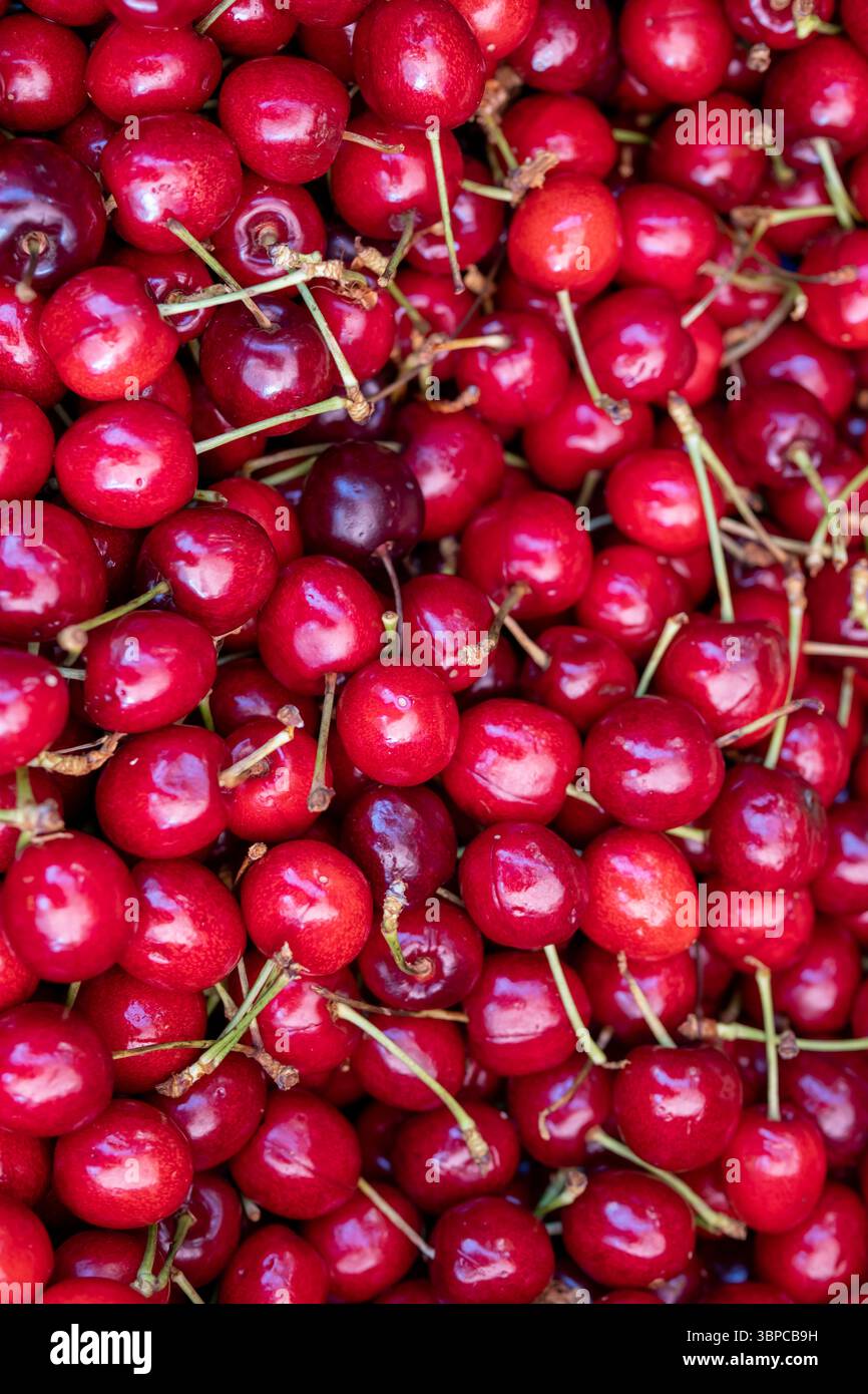 vue rapprochée au-dessus d'un grand tas de cerises rouges fraîches et mûres avec des tiges vertes, parfaites pour une collation saine ou un ingrédient de dessert d'été. le dee Banque D'Images