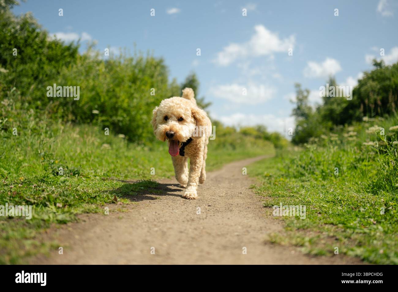 Golden Cockapoo Dog marchant sur un sentier en plein air par temps ensoleillé Banque D'Images