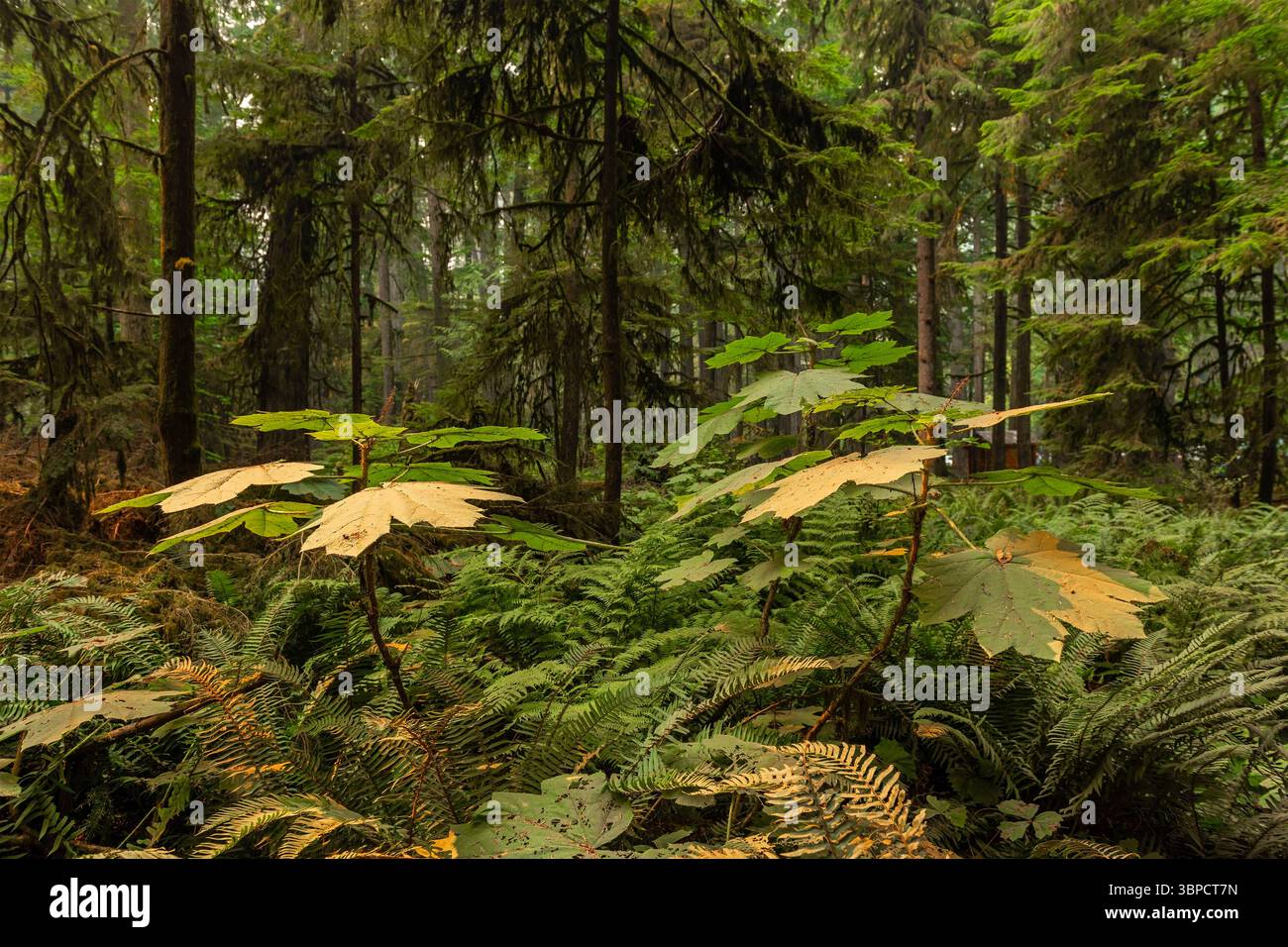 Paysage de sapins Douglas et de cèdres rouges de l'Ouest, parc provincial MacMillan, Port Alberni, île de Vancouver, Colombie-Britannique, Canada. Banque D'Images Paysage de sapins Douglas et de cèdres rouges de l'Ouest, parc provincial MacMillan, Port Alberni, île de Vancouver, Colombie-Britannique, Canada. Banque D'Images
