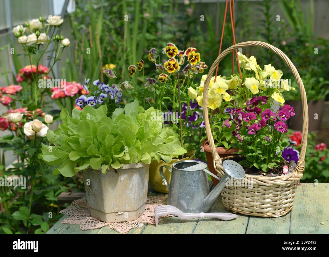 Nature morte de jardin avec de belles fleurs en pot de pensée dans le panier, feuilles de salade et arrosoir dans la serre. Printemps et été botanique et fermière Banque D'Images