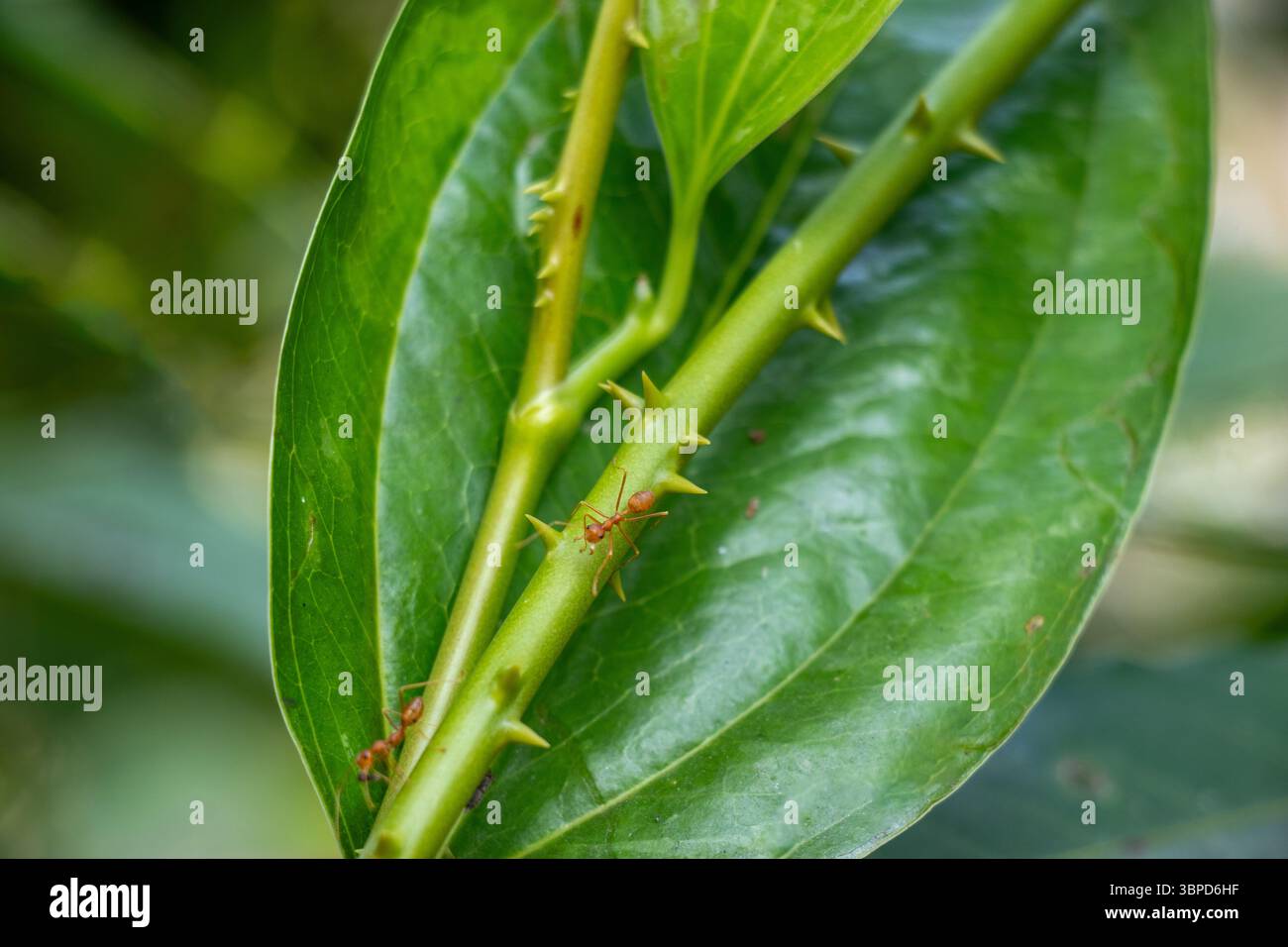 Vert Smilax, tige de plante épineuse est en vedette, avec plusieurs fourmis brun rougeâtre rampant dessus, une proéminente au centre. Une grande feuille verte floue Banque D'Images