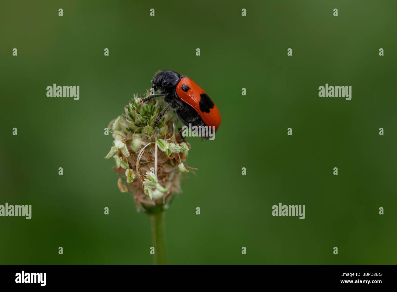 Coléoptère rouge vif avec des taches noires dans un cadre naturel, image macro d'insecte sauvage sur la plante sur fond défocalisé Banque D'Images