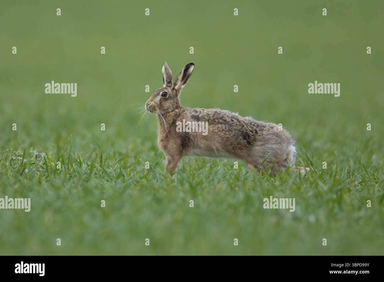 Lièvre brun européen (Lepus europaeus) animal adulte s'étirant dans un champ de céréales agricole au printemps, Angleterre, Royaume-Uni, Europe Banque D'Images