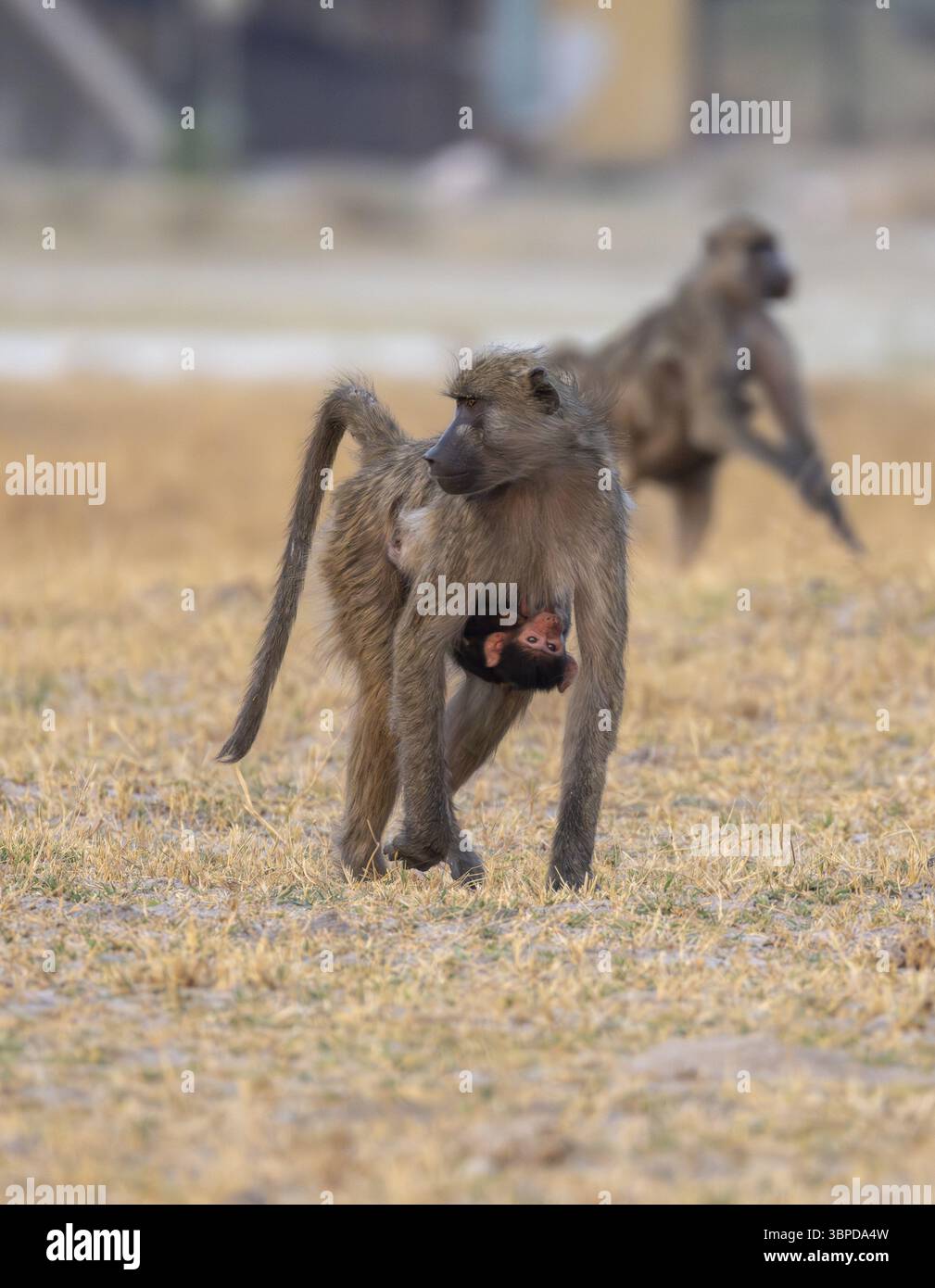Ours babouin (Papio ursinus) jeune accroché au ventre de la mère, courant, troisième pont, delta de l'Okavango, réserve de Moremi, Botswana, Afrique Banque D'Images