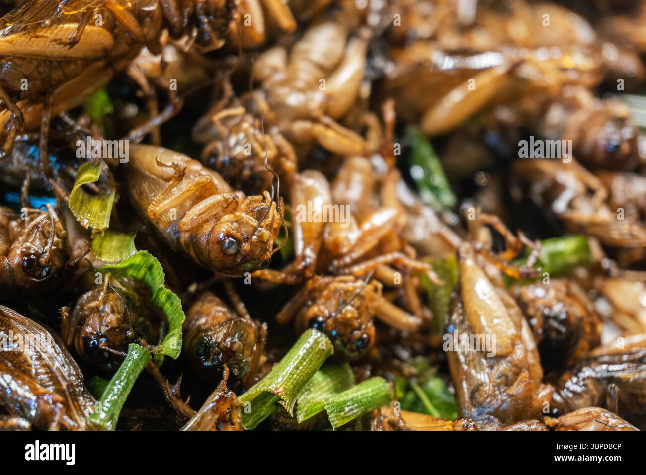Sauterelles frites croustillantes une collation d'insectes à haute teneur en protéines, un mets de rue thaïlandais populaire Banque D'Images