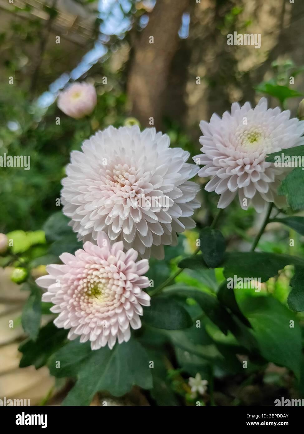 Gros plan de fleurs de chrysanthème rose pâle qui fleurissent dans un jardin au feuillage vert, capturées à la lumière du jour. Photographie macro de la nature. Banque D'Images