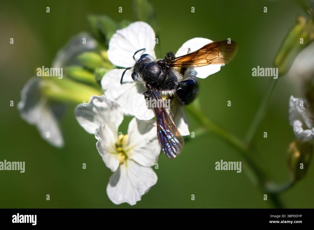 Abeille minière à ailettes violettes (Andrena agilissima) sur la fleur blanche d'un radis Banque D'Images
