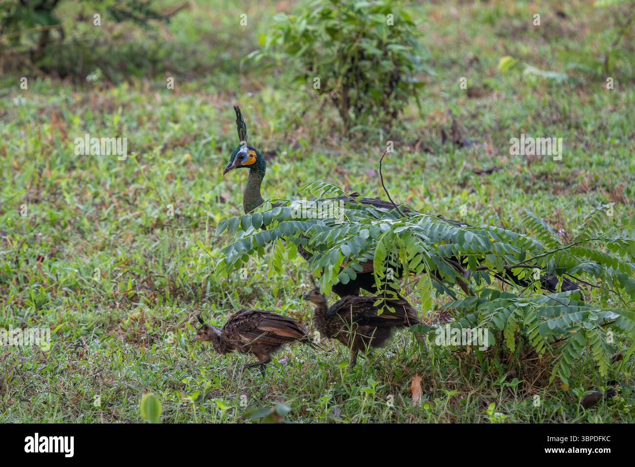 Perle verte - Pavo muticus, beau grand oiseau de sol des buissons et des bois de l'Asie du Sud-est, Vietnam. Banque D'Images
