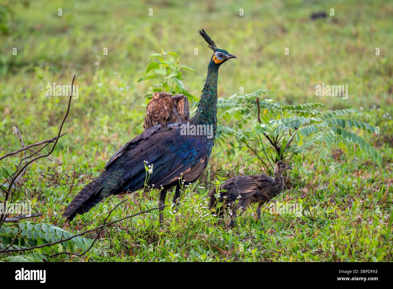 Perle verte - Pavo muticus, beau grand oiseau de sol des buissons et des bois de l'Asie du Sud-est, Vietnam. Banque D'Images