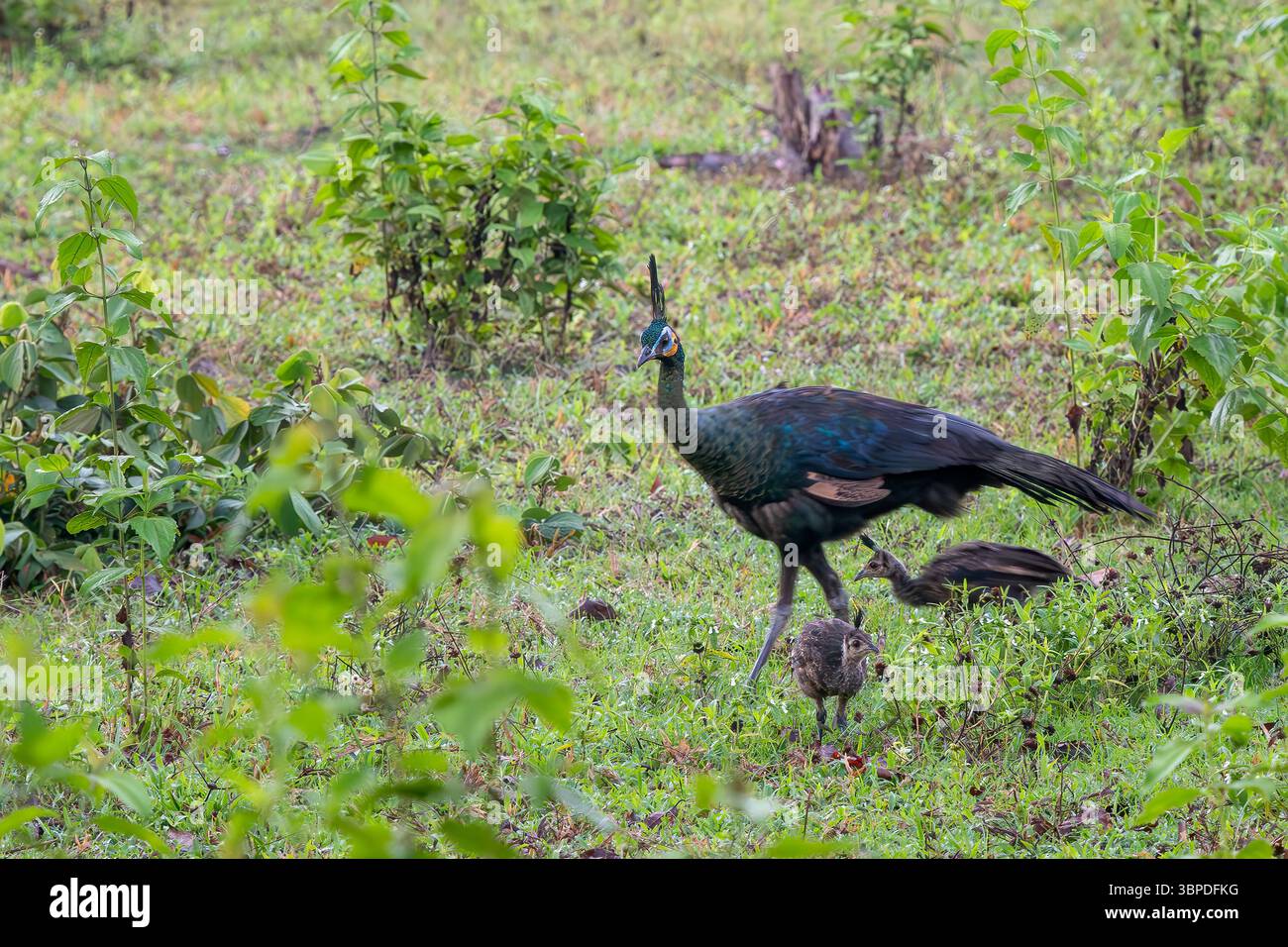 Perle verte - Pavo muticus, beau grand oiseau de sol des buissons et des bois de l'Asie du Sud-est, Vietnam. Banque D'Images
