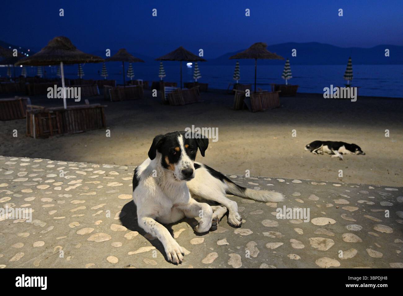 Chiens errants sur la plage en Albanie. Chiens sur la plage du soir au bord de la mer Banque D'Images